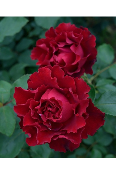 Троянда ‘Омаж а Барбара’ з насиченим темно-червоним кольором